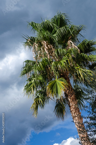 Palm tree against stormy sky background