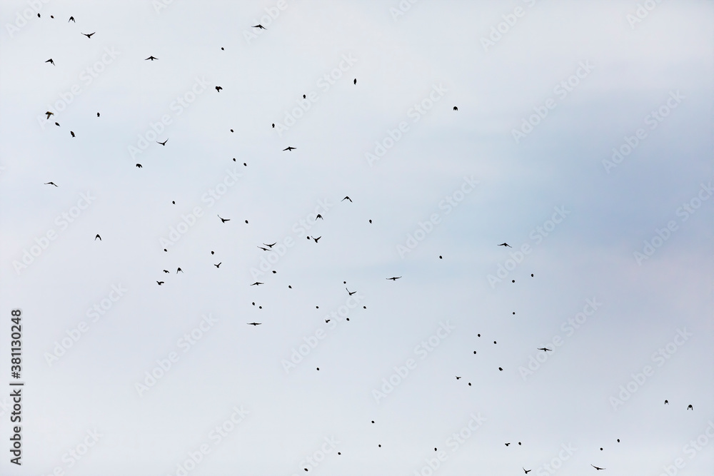 The flock of song birds migrating in autumn to the south The flock of song birds migrating in autumn to the south