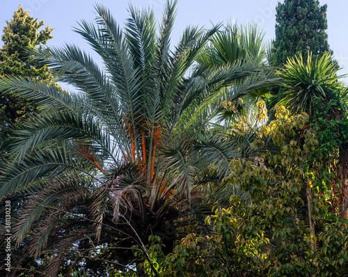 Green italian garden with different species of trees