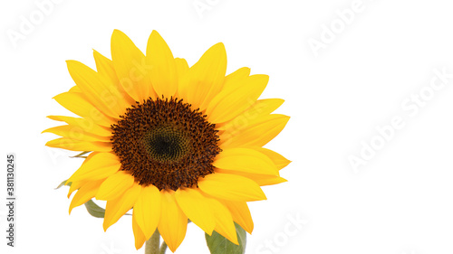 Yellow sunflower on a white background