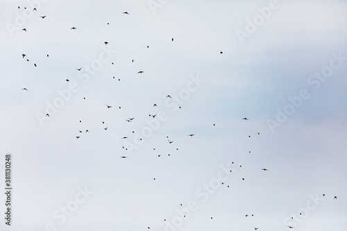 The flock of song birds migrating in autumn to the south