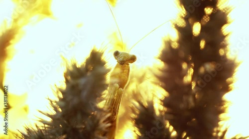 Praying mantis is sitting moveless at the spicule of the wheatear. Yellow insect is staying still while the grass plant slightly moves. Theme of little bugs and their life in the wilderness. photo