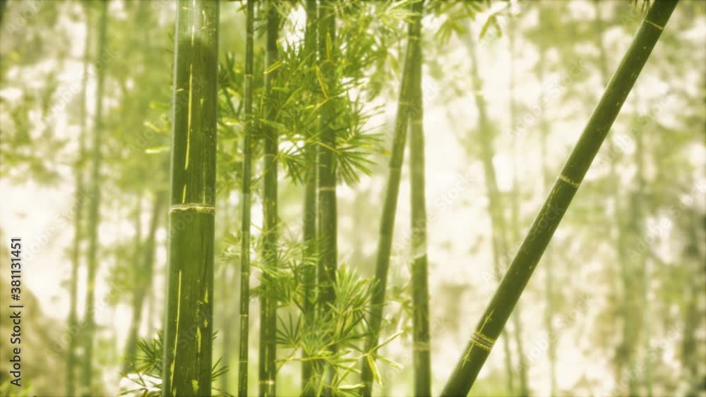 Asian Bamboo forest with sunlight