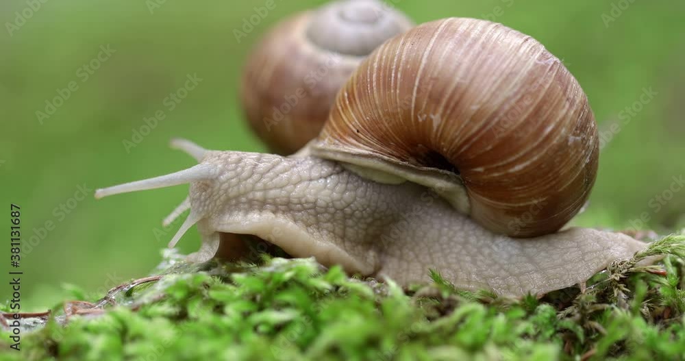 Helix pomatia also Roman snail, Burgundy snail Helix pomatia also Roman snail, Burgundy snail