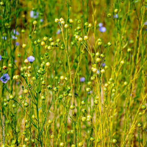 champs de lin près de Paris photo