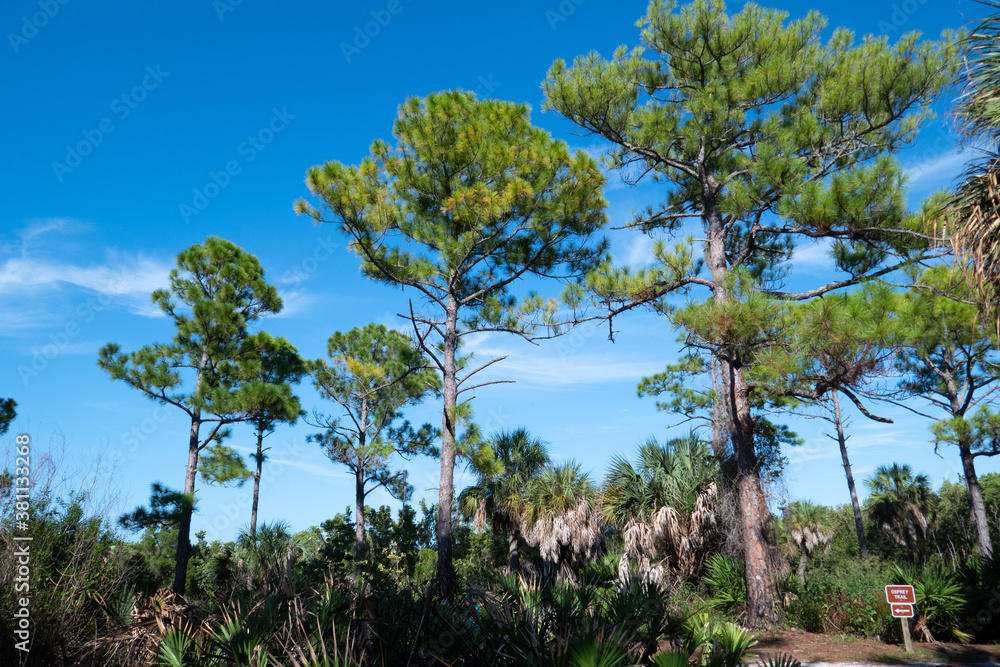 Landscape of Honeymoon Island State Park in Florida Landscape of Honeymoon Island State Park in Florida