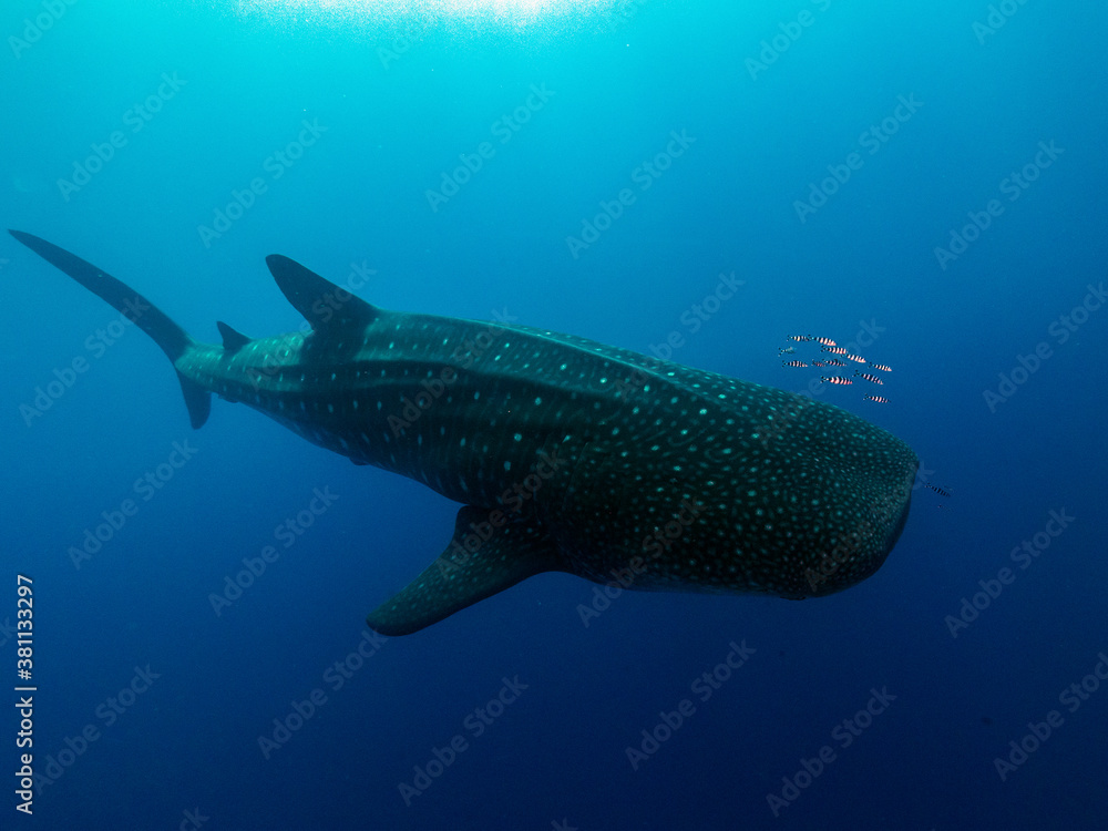 Fototapeta premium Walhai beim Tauchen