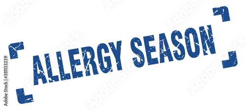 allergy season stamp. square grunge sign isolated on white background