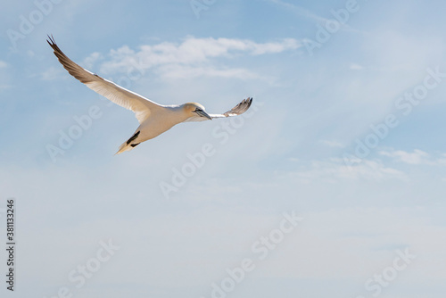 Gannets in flight on their breeding colony at Helgoland - with emphasis on movement - flash photography.