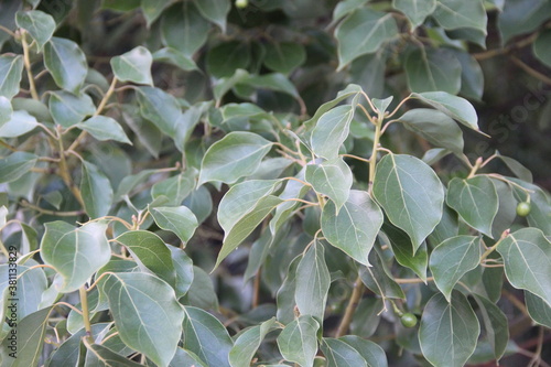 olive tree branch