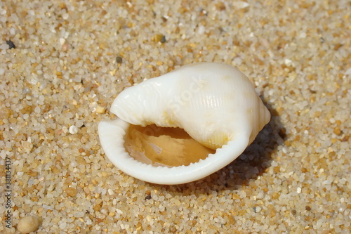 Sand Bonnet (Semicassis saburon) photo