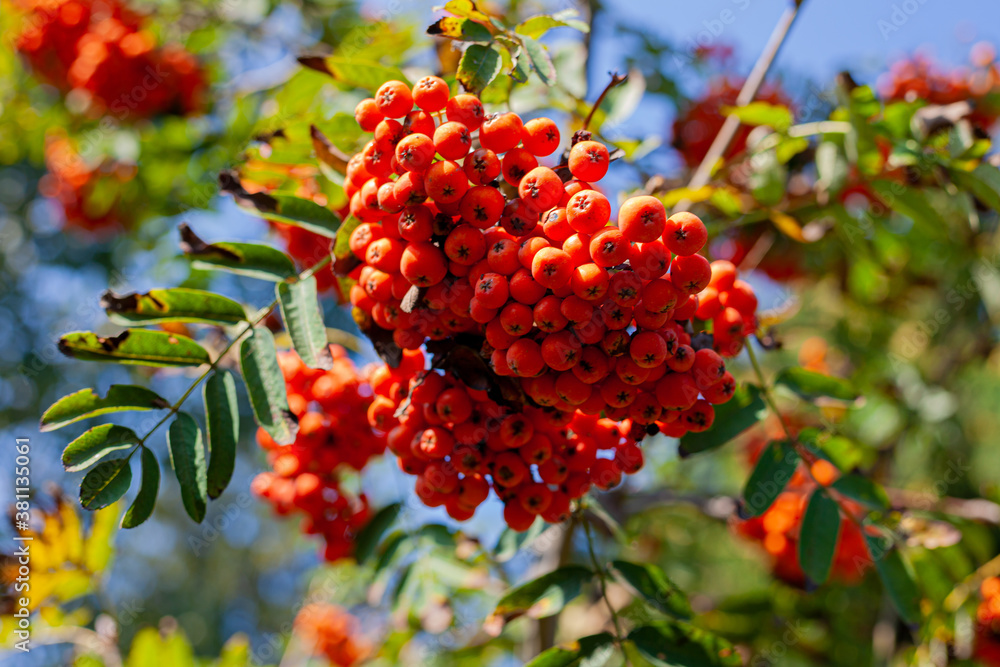 A bunch of mountain ash. Red berries, green leaves on a branch on a sunny day. Selective focus. Blue sky.