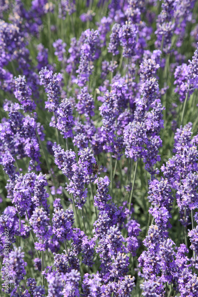 Obraz premium Lavender 