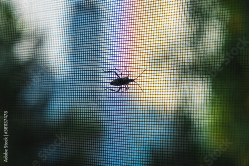 Big insect on house window steel grid, on rainbow colors.