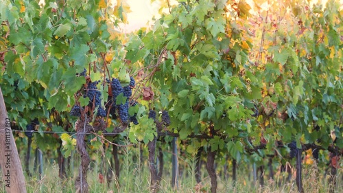 bunch of ripe black grapes on sunset in the vineyard