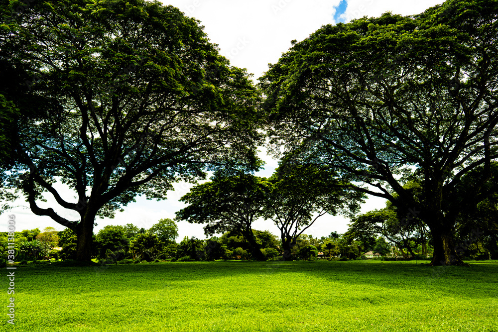 twin rain trees in the park twin rain trees in the park