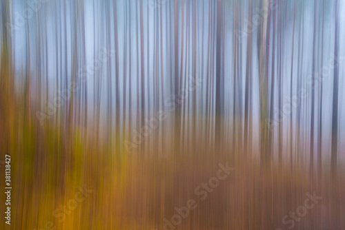 creative image of trees in a forest.