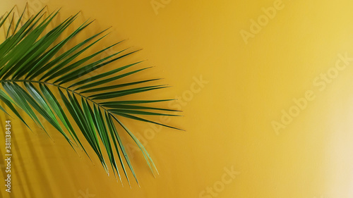Tropical travel background with palm tree leaf. Flat lay with green palm leaf and copy space. Botanical date palm leaf texture on golden backdrop