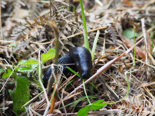 reptil comiendo en en el campo, de color negro, cuatro antenas, textura rugosa, la coruña, galicia, españa, europa