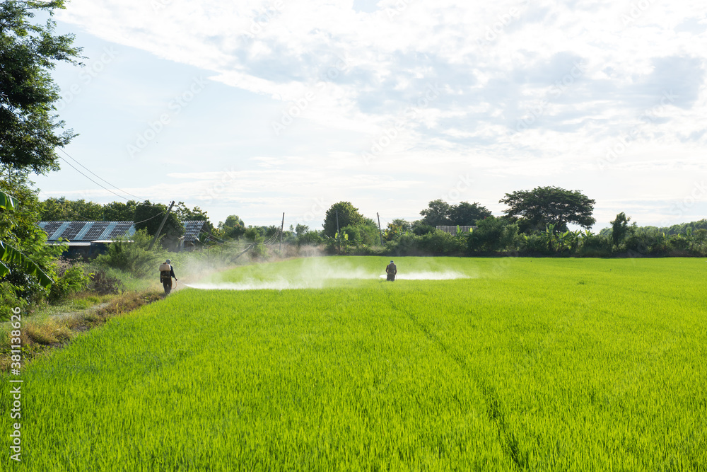 Farmer spraying insecticide in green rice fields.
