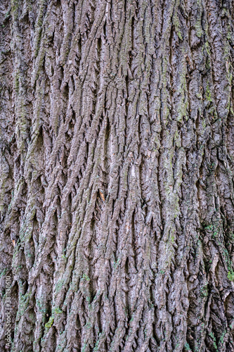 Tulpenbaum, Tulipifera