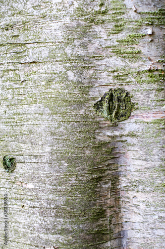 Birke, Betula Pendola