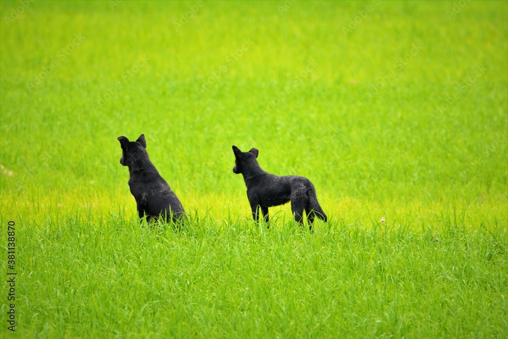 Two black looking at horizon green natural field