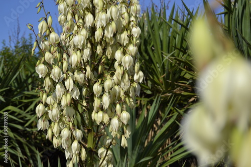 flourishing yucca