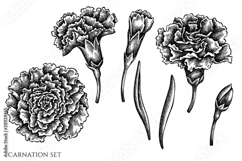 Vector set of hand drawn black and white carnation
