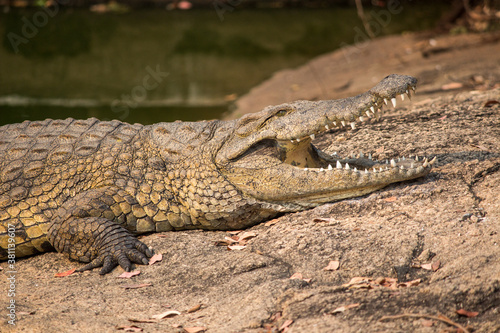 Nile crocodile (Crocodylus niloticus) basking with open mouth in the bank of Messica river stream in Manica, Mozambique near Zimbabwe border
