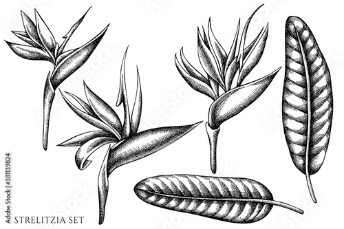 Fotografija Vector set of hand drawn black and white strelitzia
