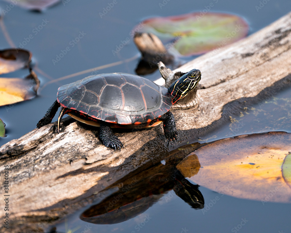 Obraz premium Painted-Turtle photo stock. Close-up profile view on on log with water lily pad background, displaying turtle shell, and reflection in the water its habitat and environment. Image. Picture. Portrait.