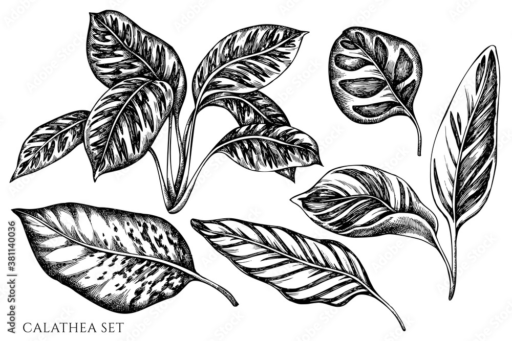 Vector set of hand drawn black and white calathea