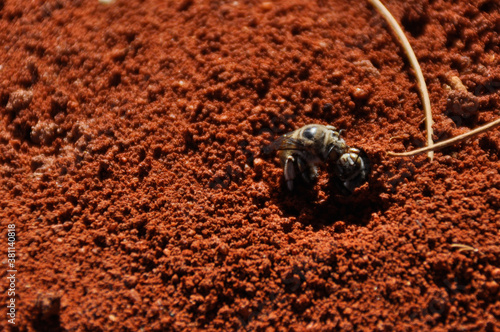 Dawson's burrowing bee (Amegilla dawsoni). The large species is only found in Western Australia. Adults occur only during the months of July to September. photo