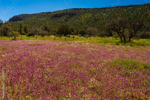 Jack s Canyon in Sedona  Arizona  had a magnificent display of wildflowers in the month of May