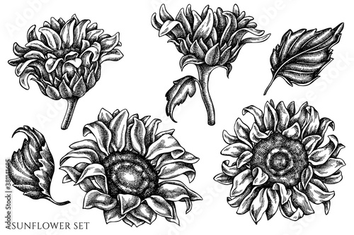 Vector set of hand drawn black and white sunflower