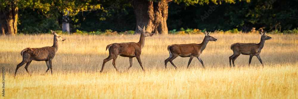 4 Red deer does walking behind each other from left to right across a meadow of brown grass 4 Red deer does walking behind each other from left to right across a meadow of brown grass