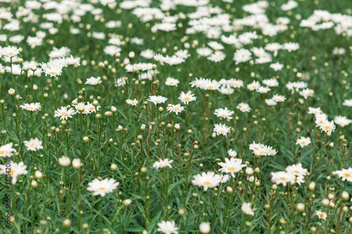 A beautiful daisies field in spring Background