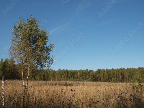 Early autumn. A lonely birch tree among a yellowed field under a blue sky. Autumn landscape.