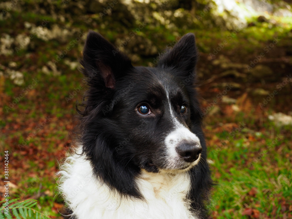 Border collie dog in the mountains