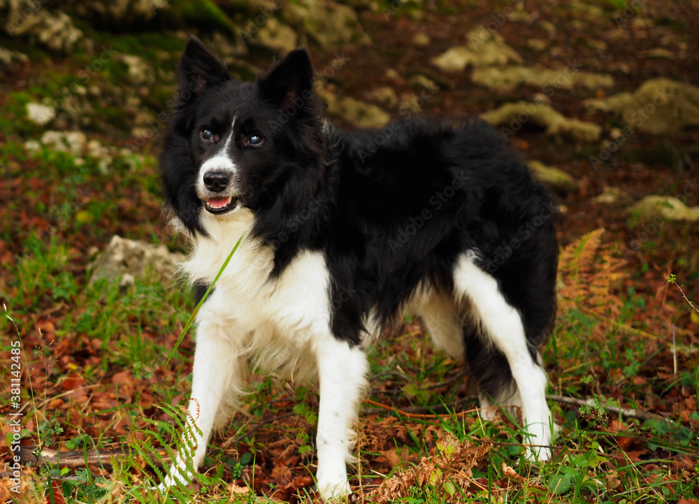 Border collie dog in the mountains