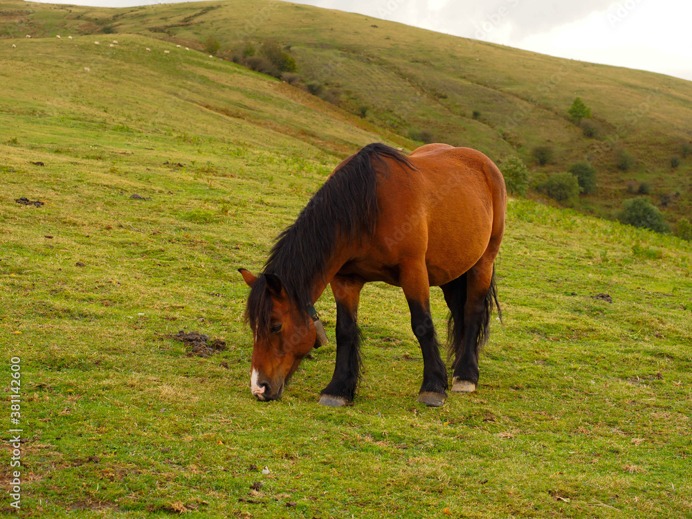 Naklejka premium Brown horse in the mountains