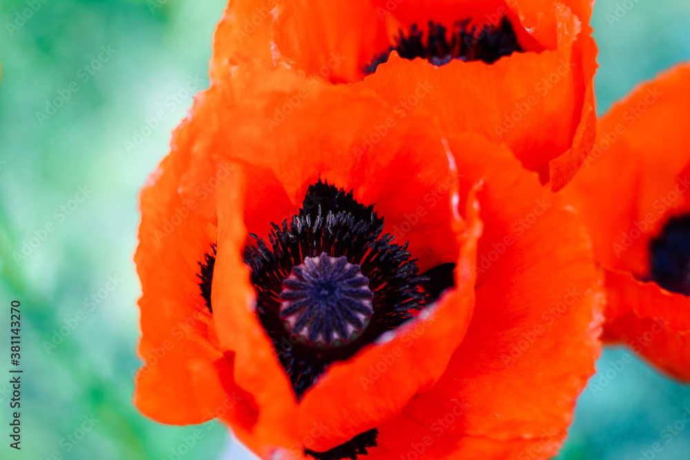 Red poppy with black center in the garden close up. Red poppy with black center in the garden close up.