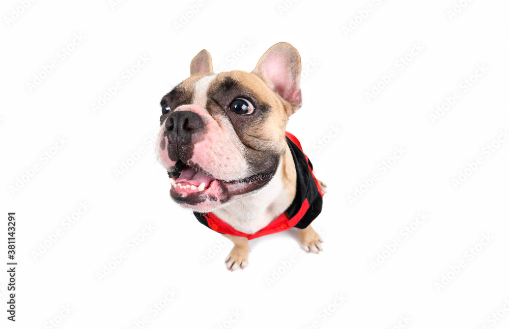 cute french bulldog smile and sitting isolated on white background,
