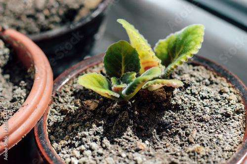 Seedlings of Gloxinia. A young plant in a pot.