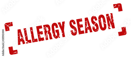 allergy season stamp. square grunge sign isolated on white background