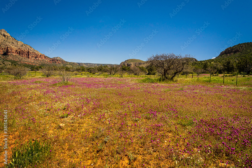 Jack's Canyon in Sedona, Arizona, had a magnificent display of wildflowers in the month of May