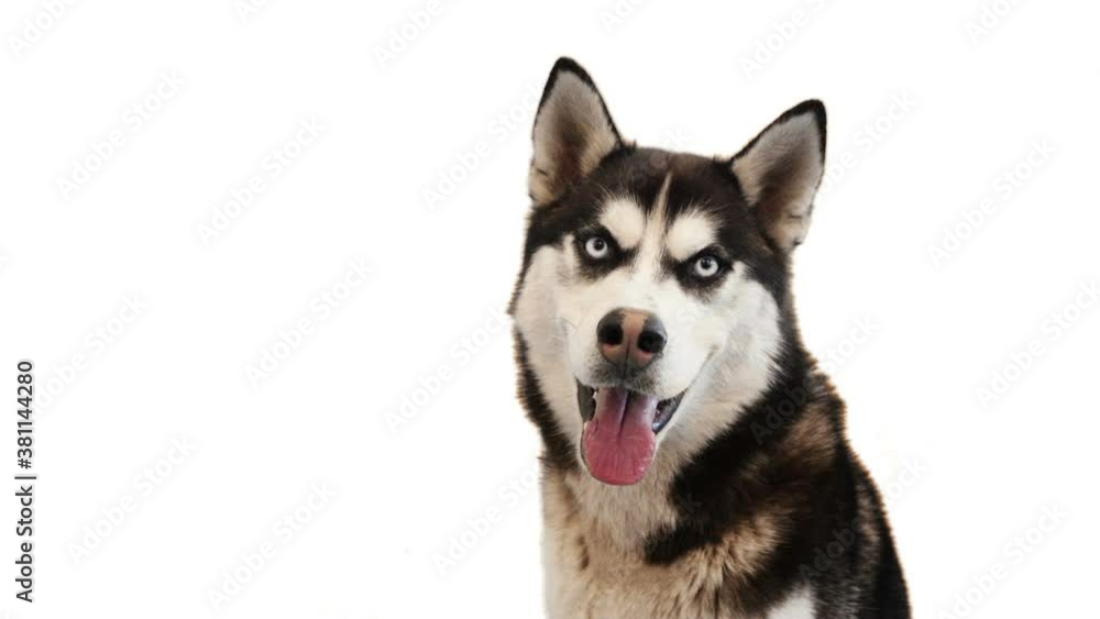 portrait of a husky on a white background, the dog barks portrait of a husky on a white background, the dog barks