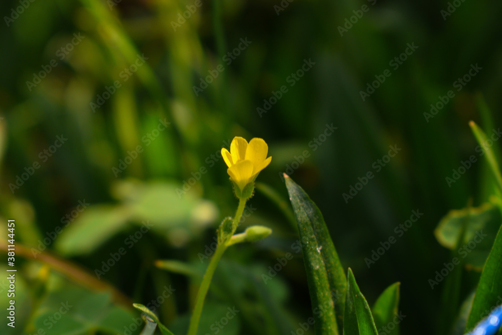 yellow flower in the garden yellow flower in the garden