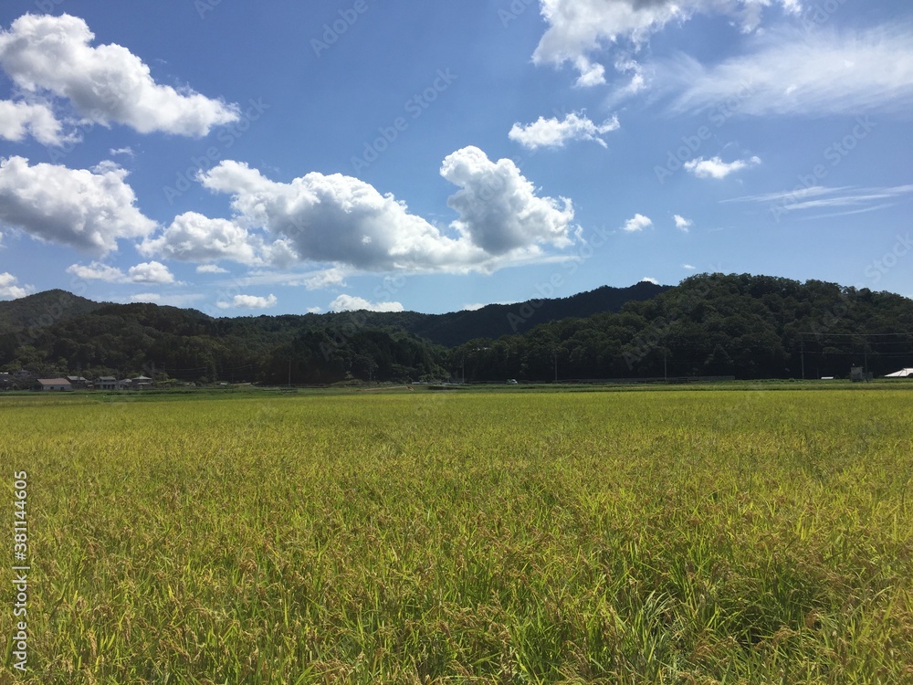 収穫期を迎えた黄金の田んぼ 秋晴れ（日本 兵庫県 豊岡市）